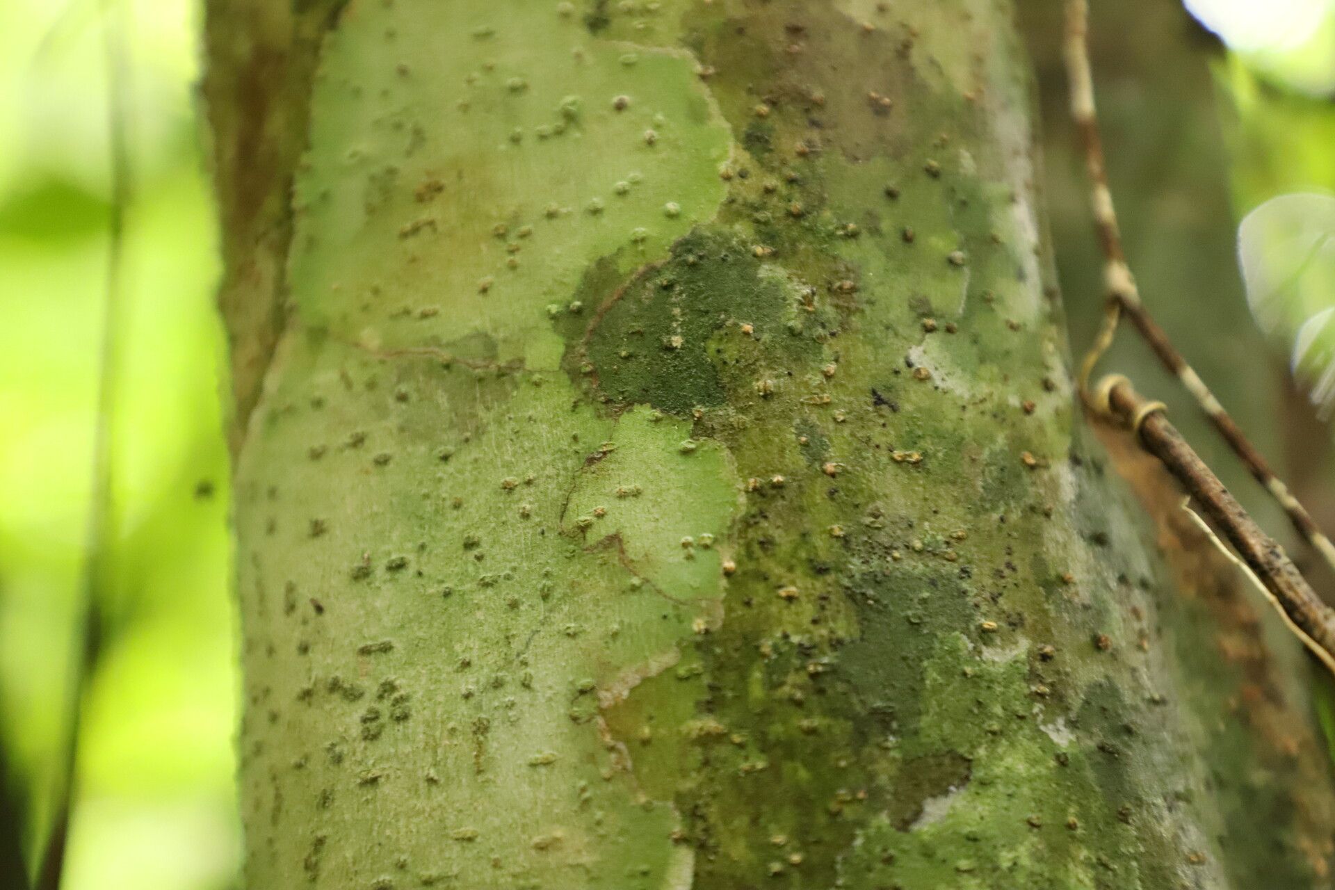 Tapura fischeri bark