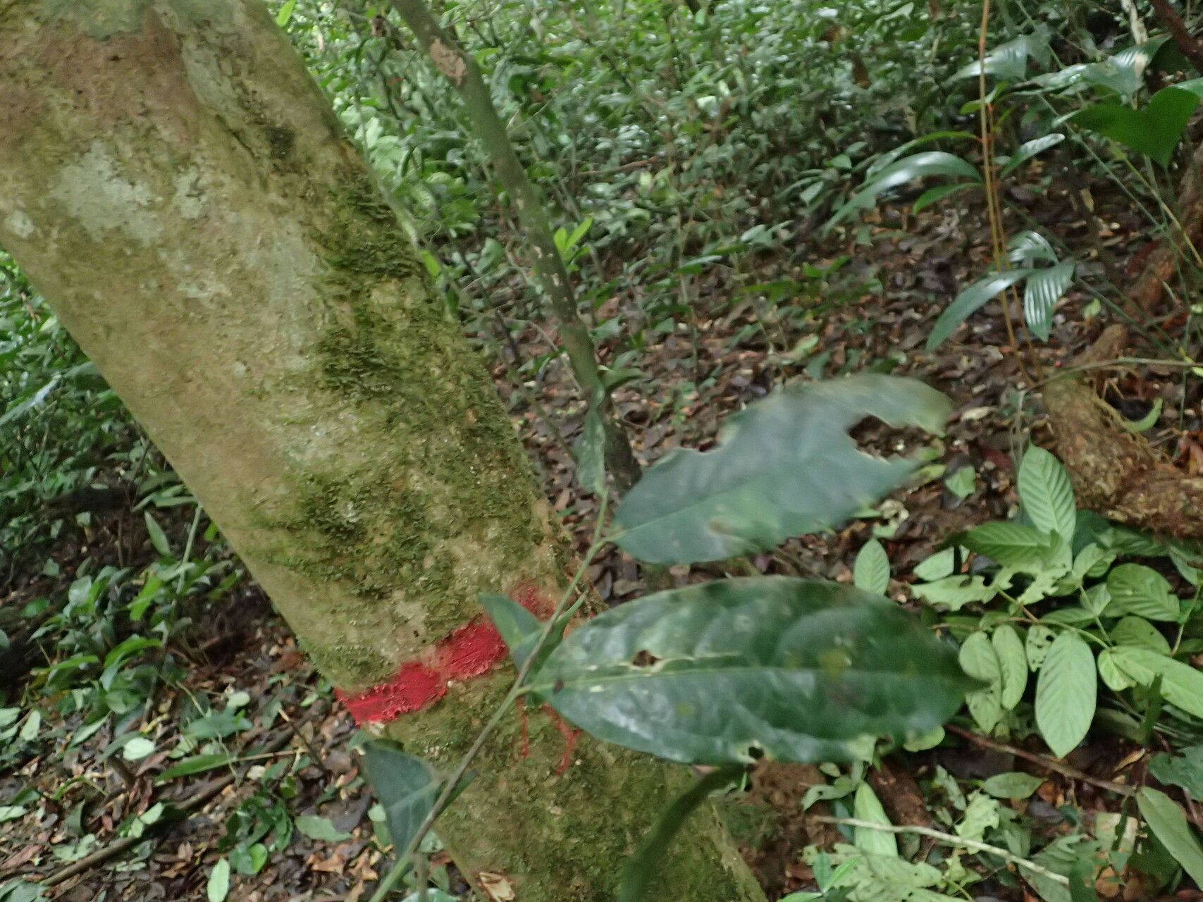 Drypetes floribunda bark