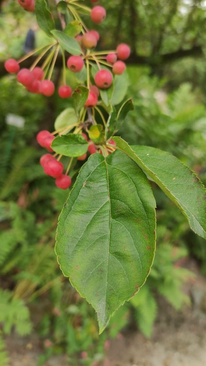 Malus sargentii — search result for 'Malus'