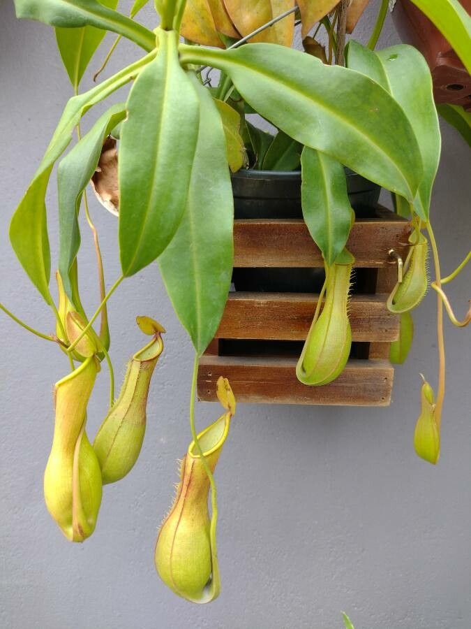 Nepenthes × neglecta leaf