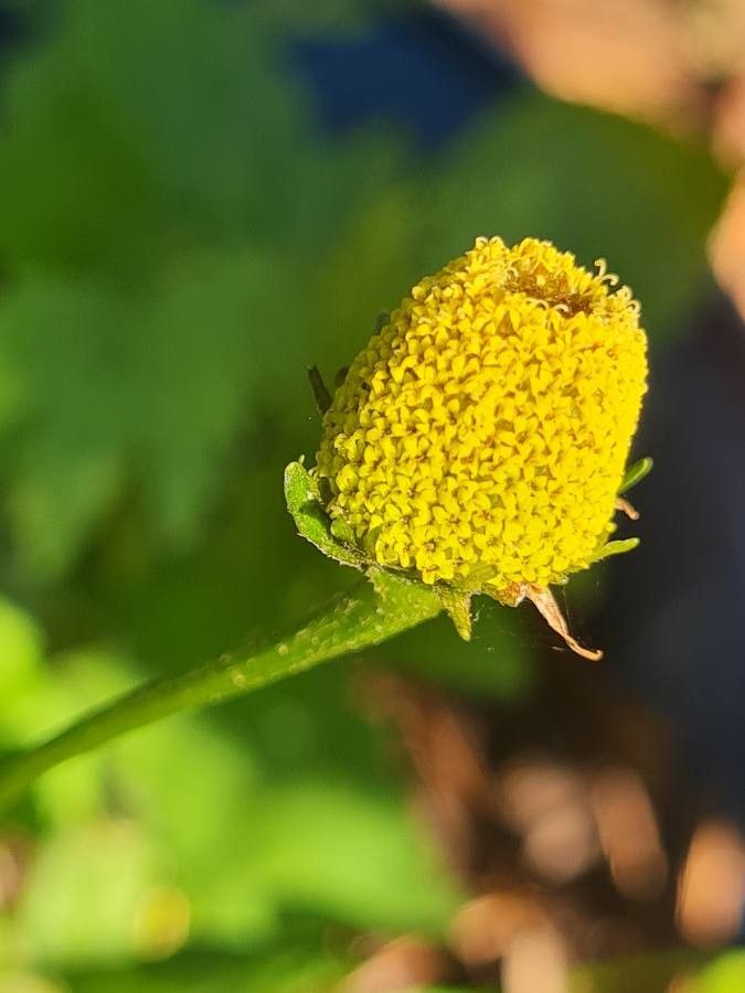 Acmella oleracea fruit