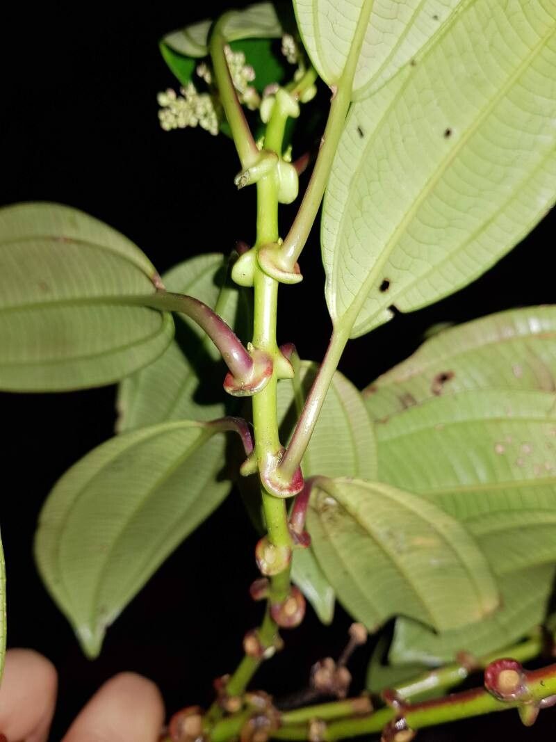 Miconia amplinodis — houseplant care guide