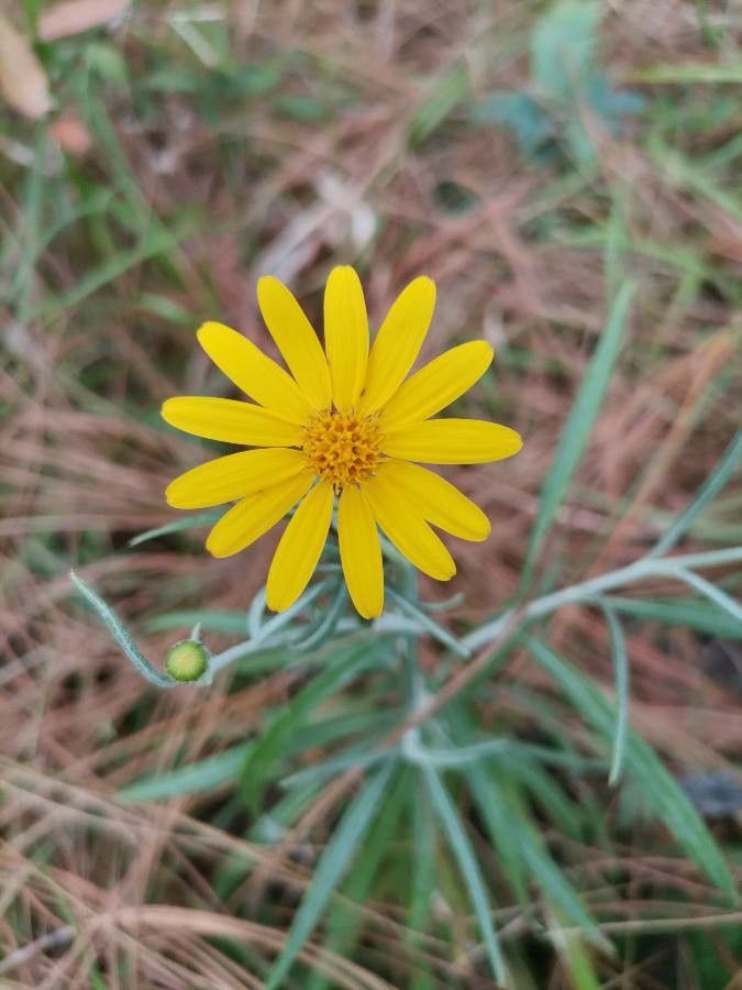 Pityopsis graminifolia flower