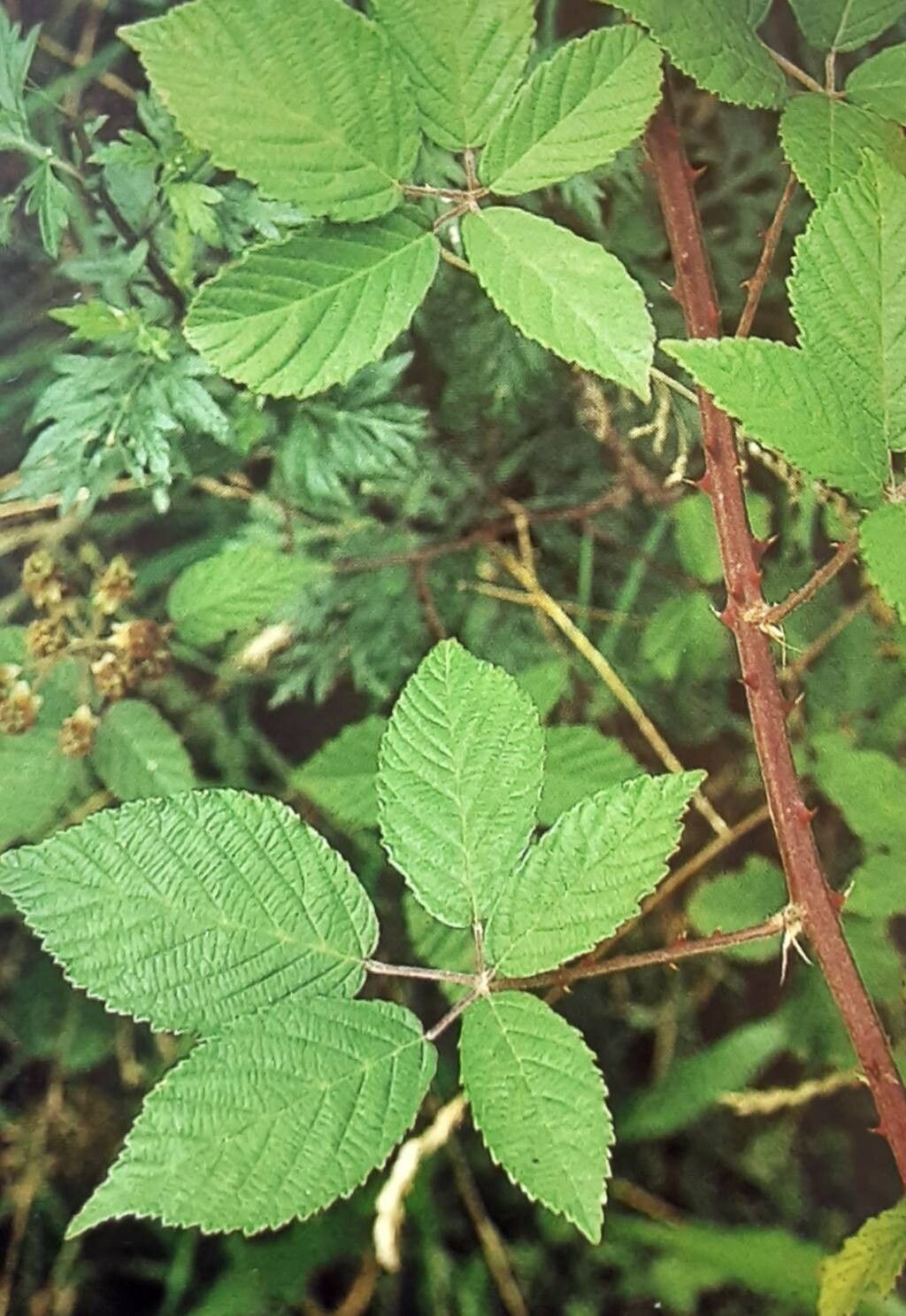 Rubus chloocladus — search result for 'Netherlands'