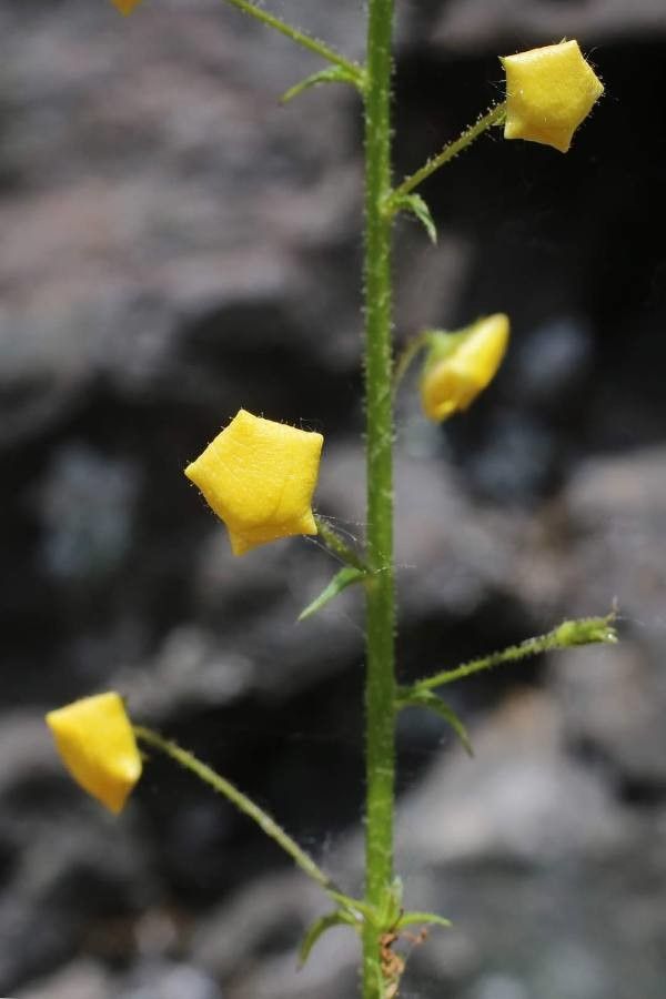 Verbascum roripifolium other