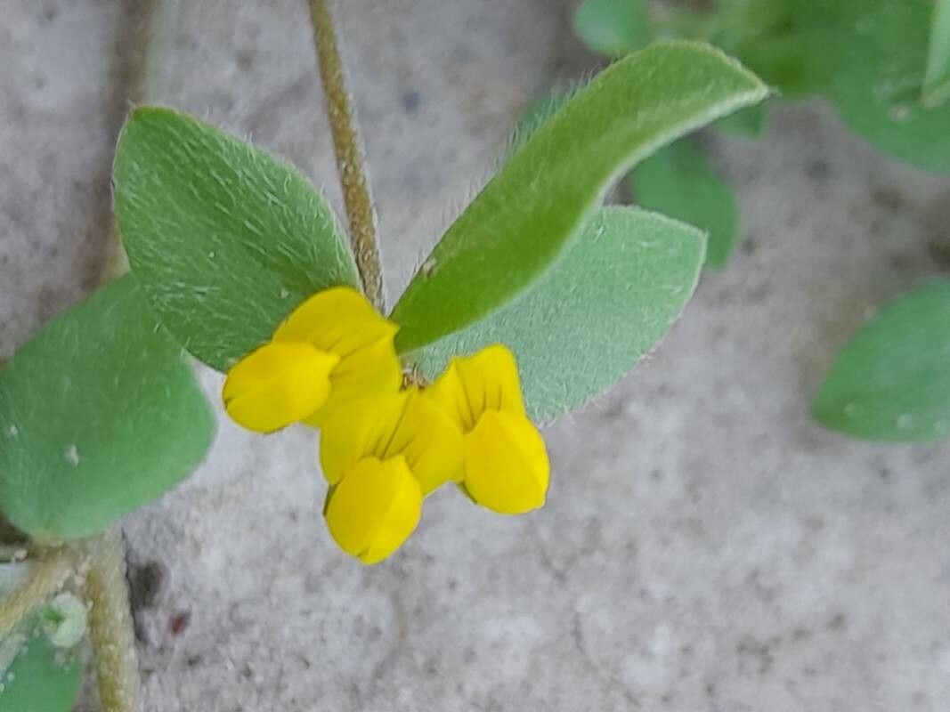 Lotus halophilus flower