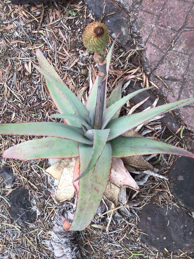 Aloe rubroviolacea — houseplant care guide