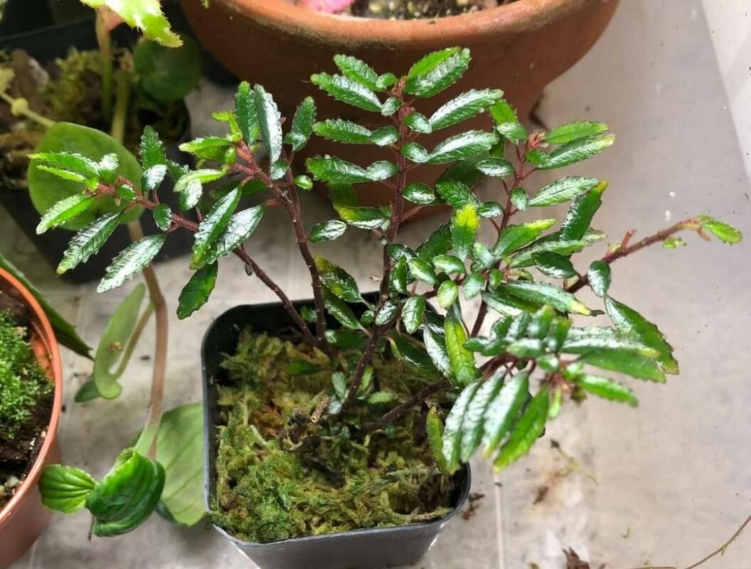 Triolena pileoides — related species from the same genus