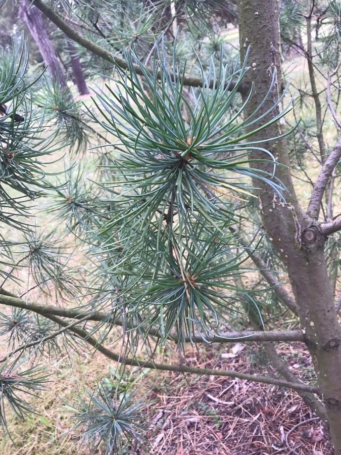 Pinus fenzeliana — houseplant care guide