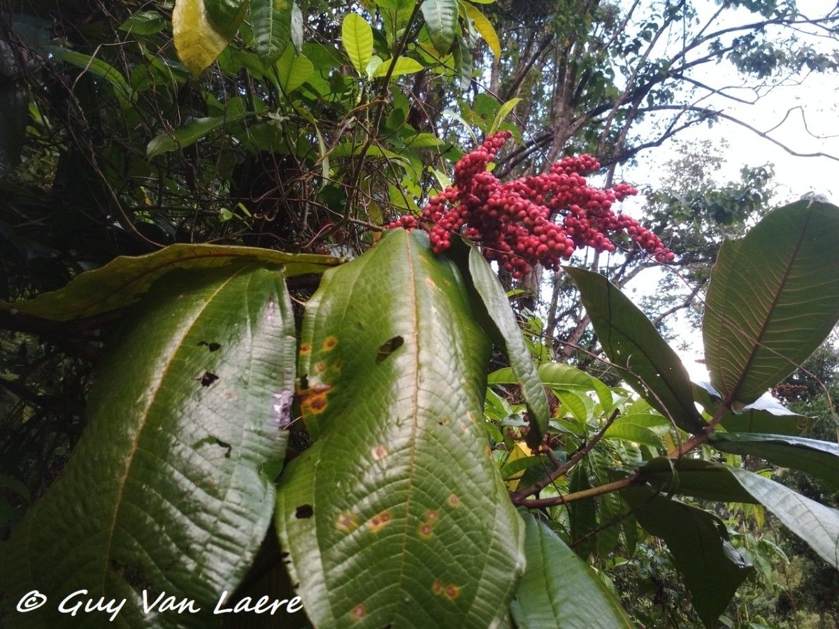 Miconia impetiolaris habit