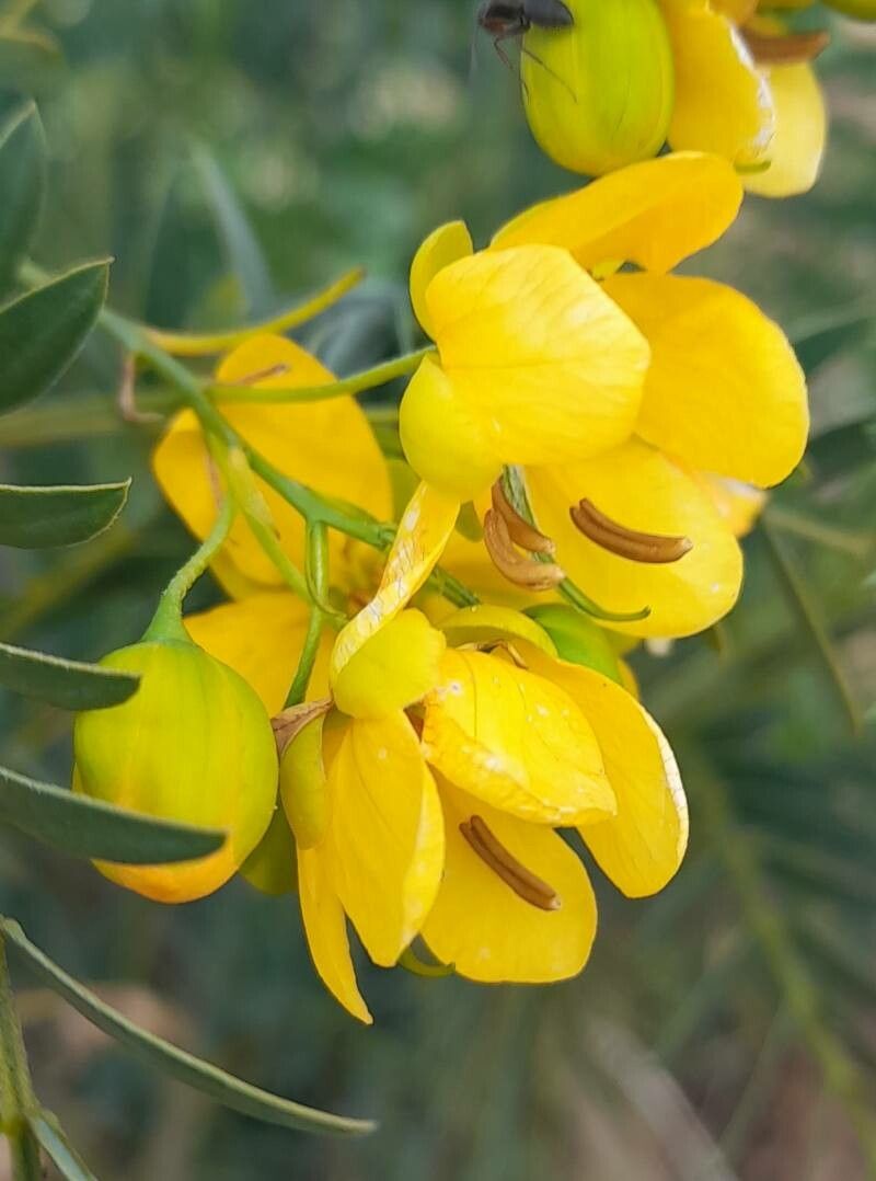 Senna birostris flower