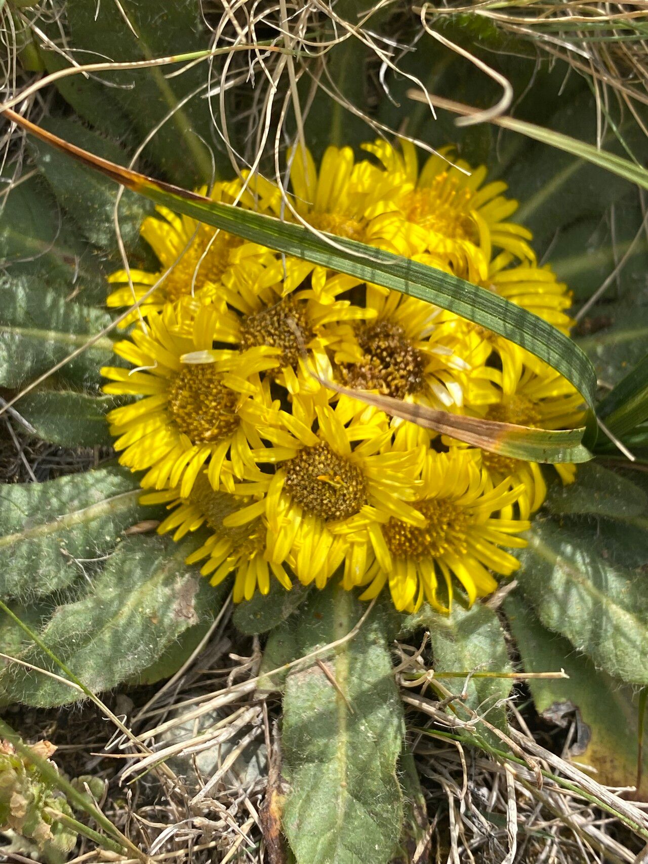Inula rhizocephala flower