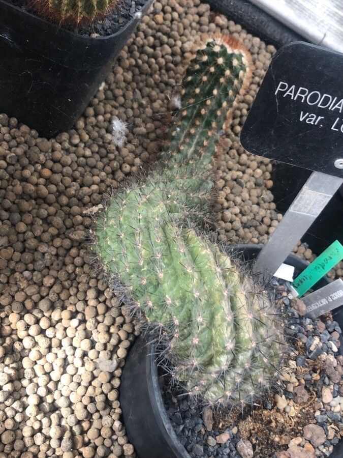 Parodia microsperma leaf