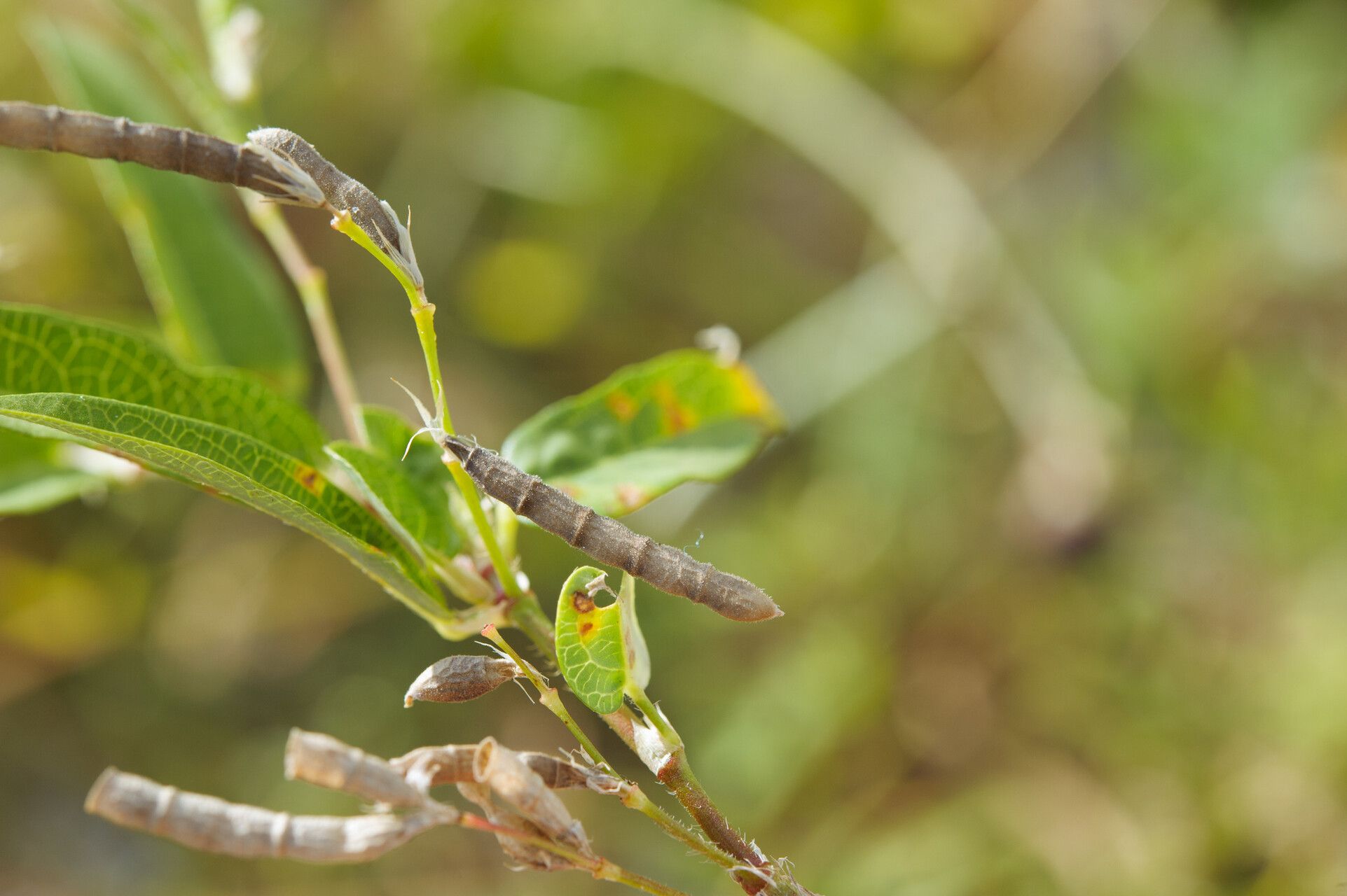 Alysicarpus bupleurifolius fruit