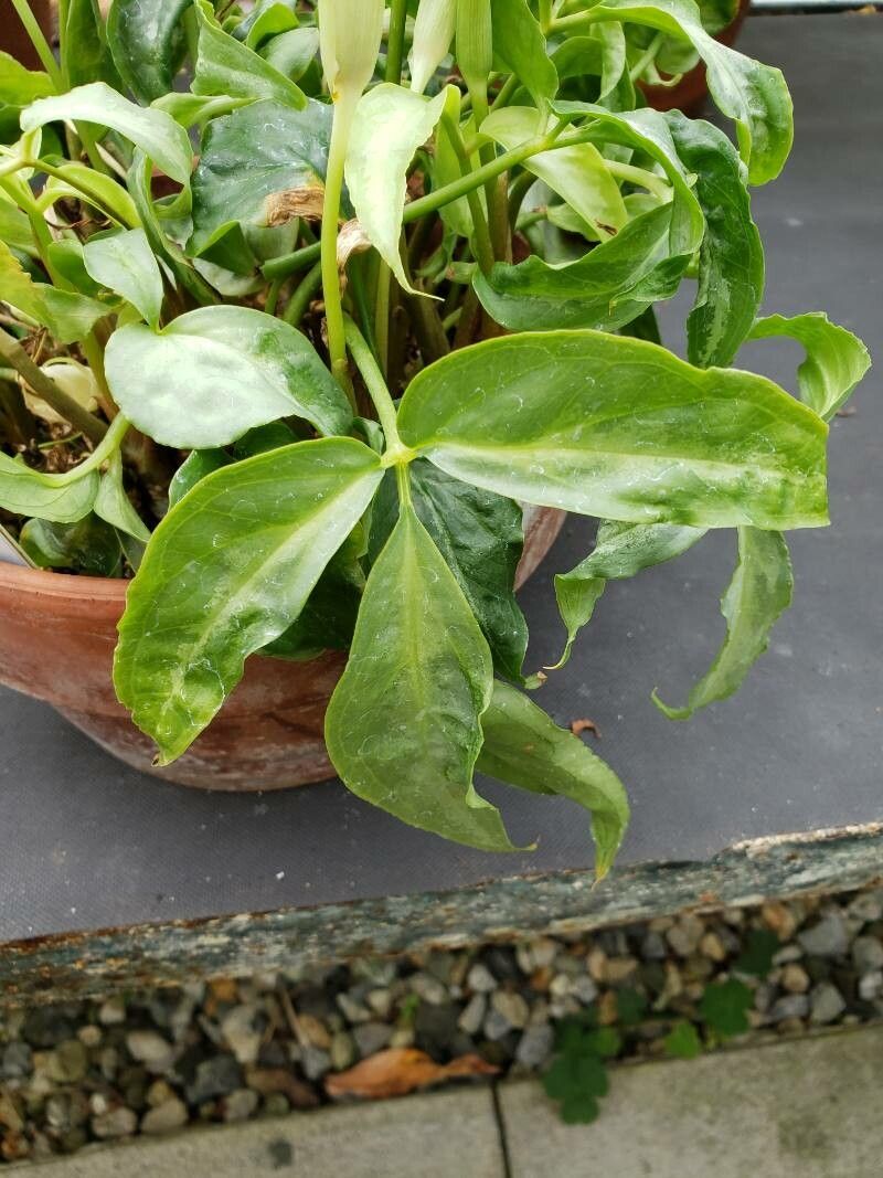 Arisaema garrettii — houseplant care guide