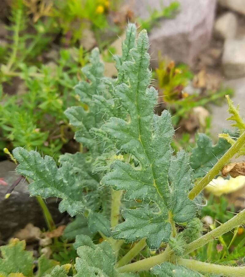 Caiophora clavata — related species from the same genus