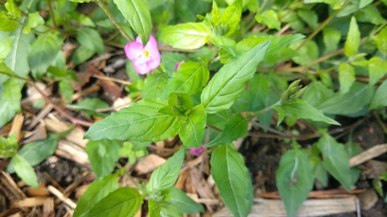 Oenothera × fallax — search result for 'Oenothera'