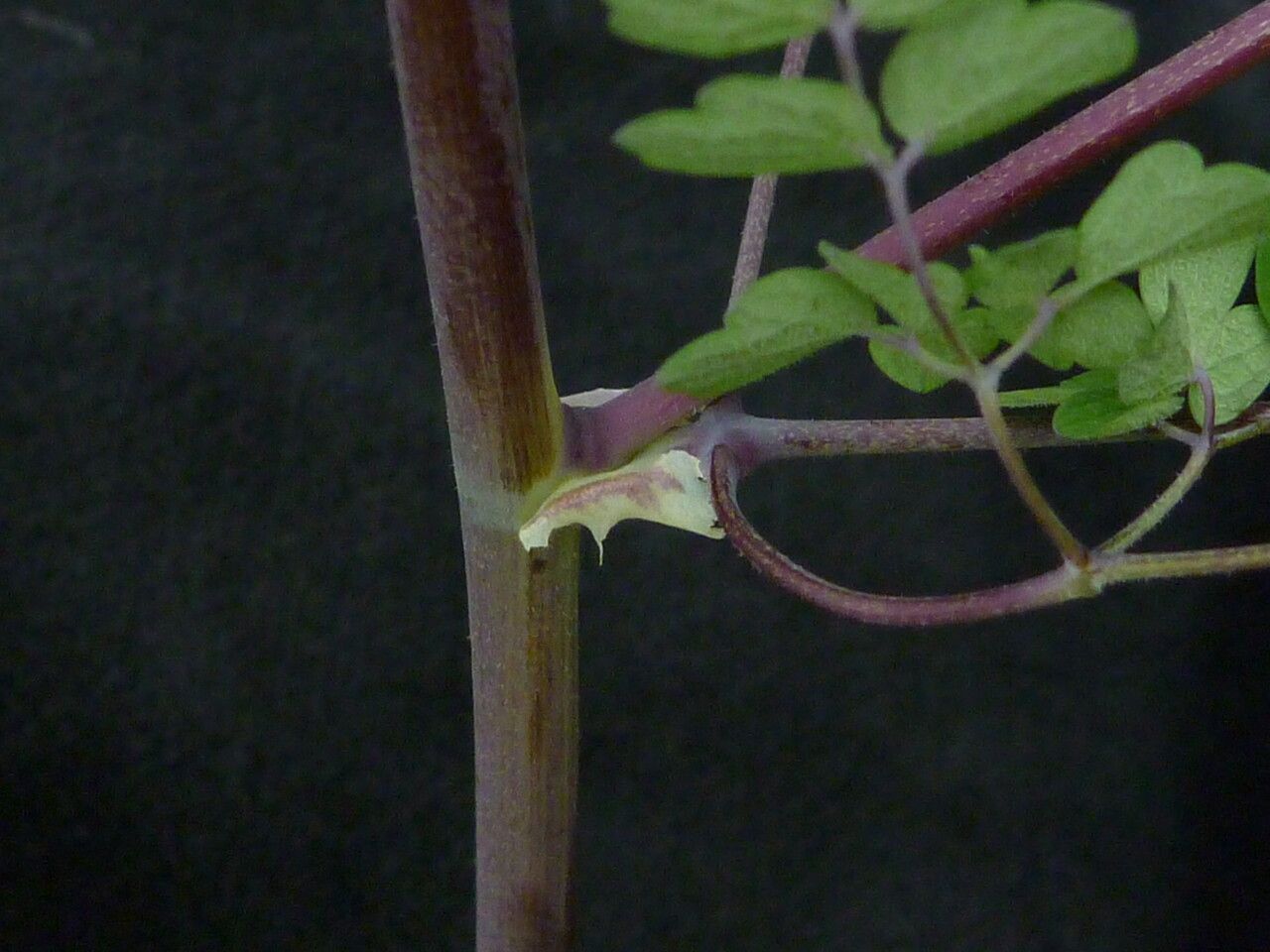 Thalictrum squamiferum — houseplant care guide