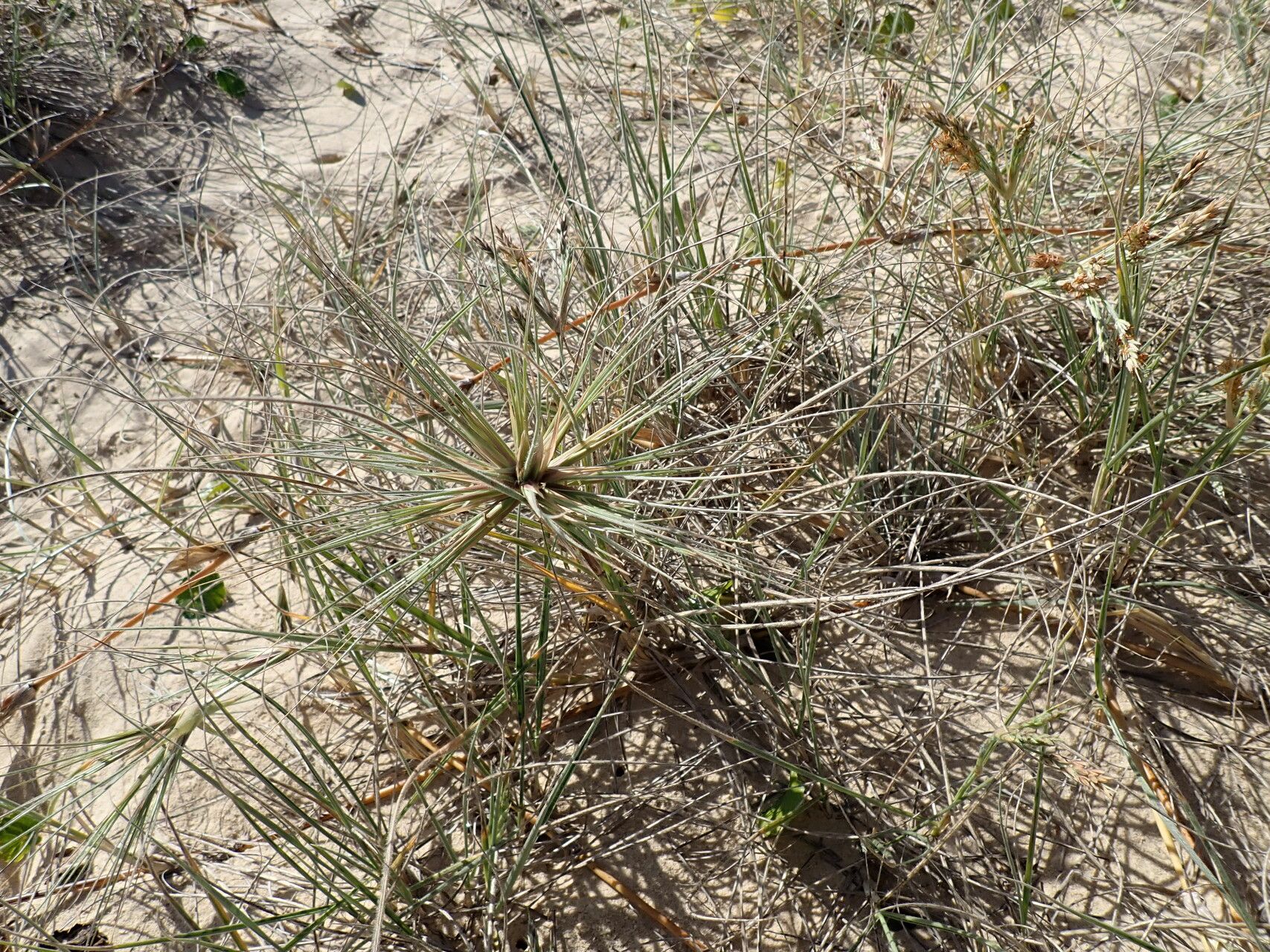Spinifex sericeus flower