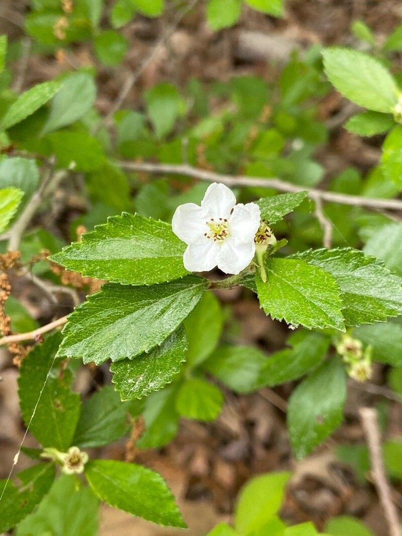 Crataegus uniflora flower