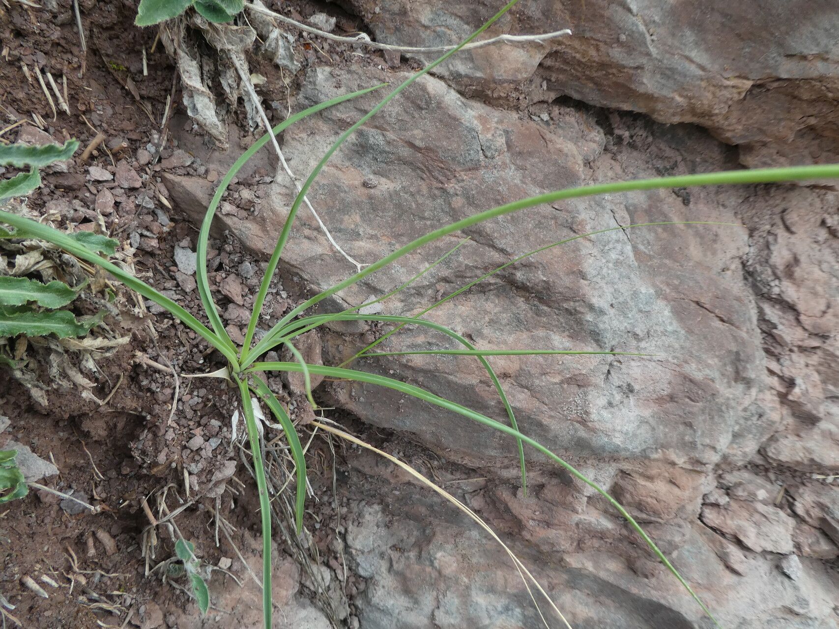 Anthericum liliago leaf