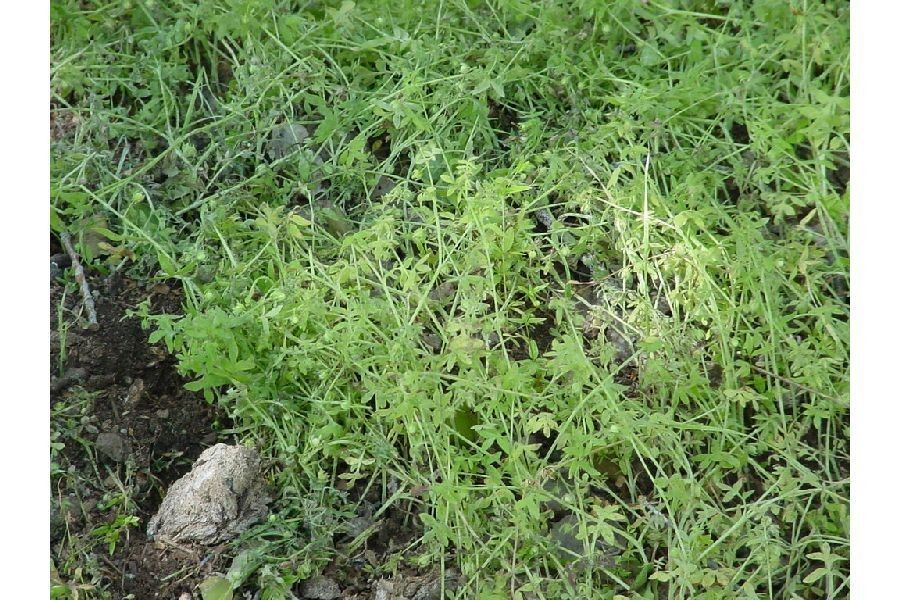 Galium mexicanum — search result for 'Ecuador'
