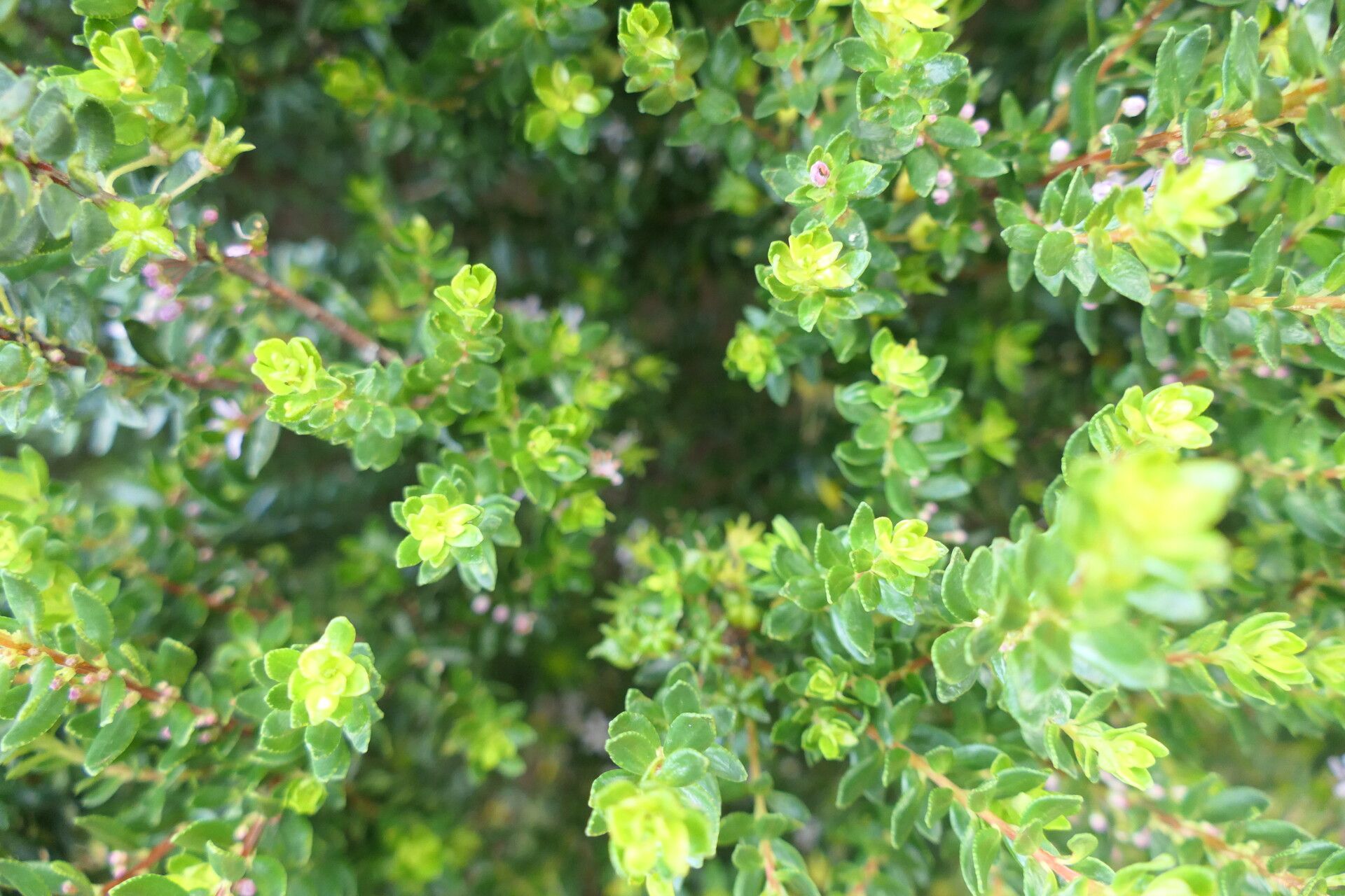 Agathosma ovata leaf
