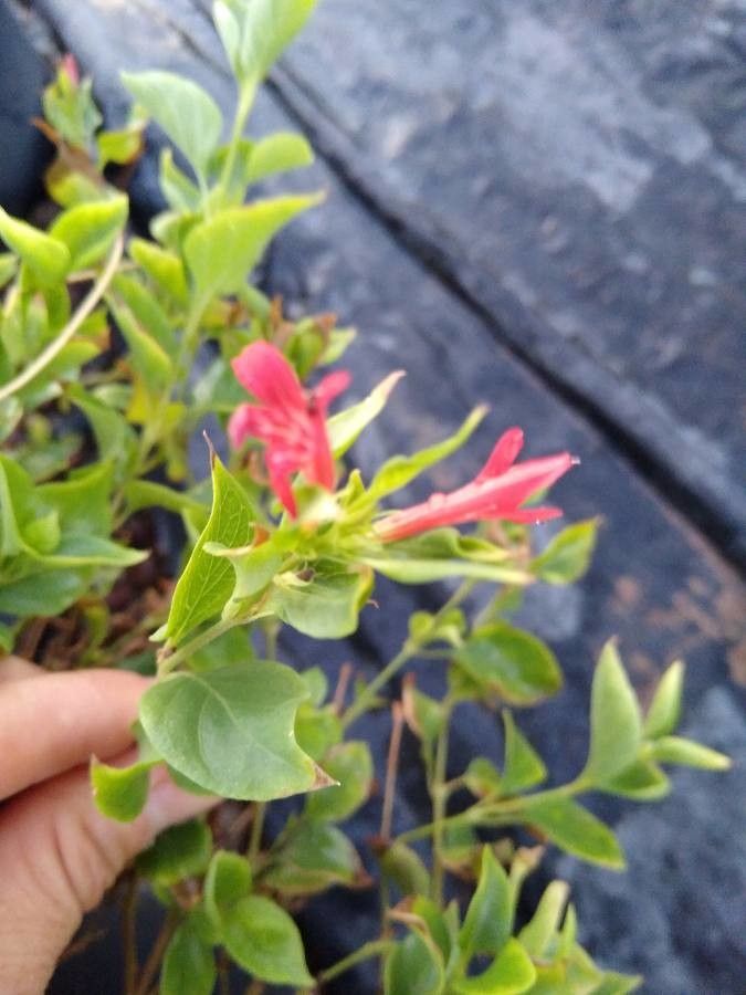 Justicia candicans flower