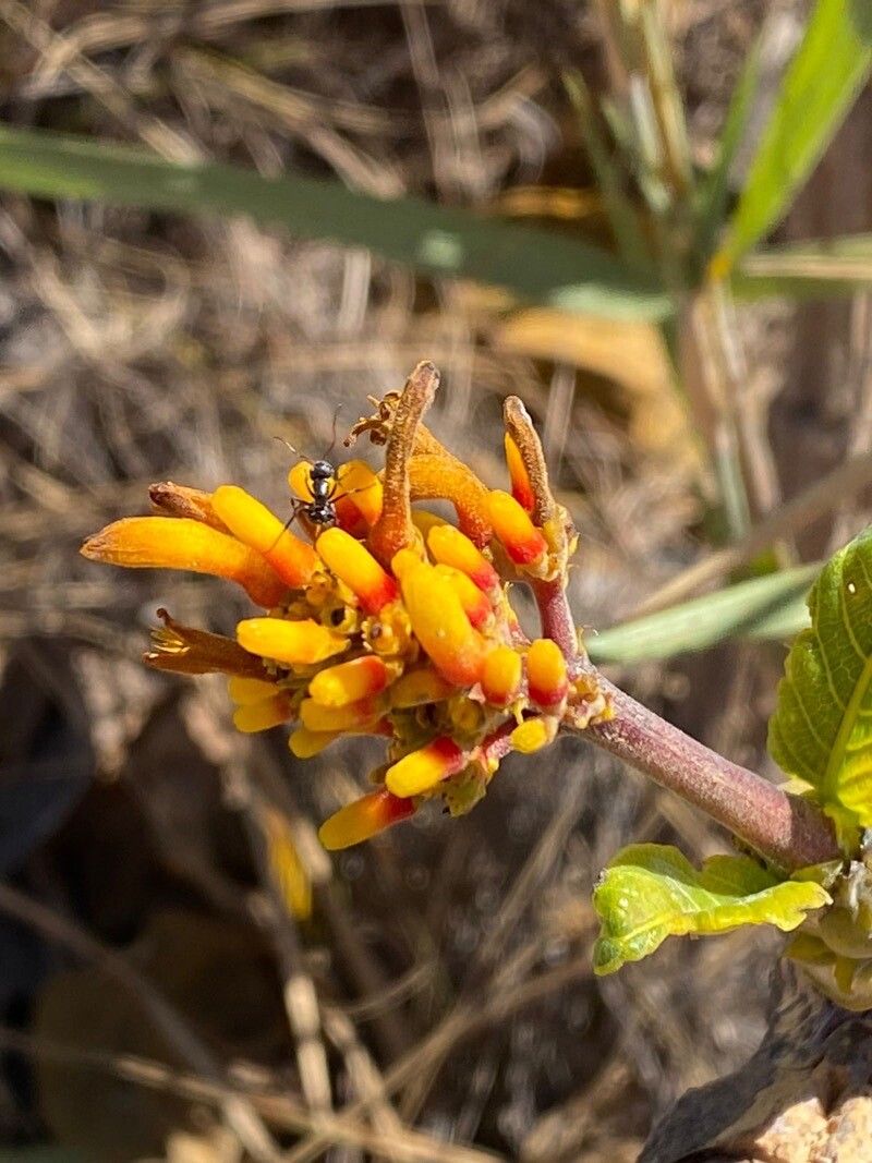 Palicourea rigida flower