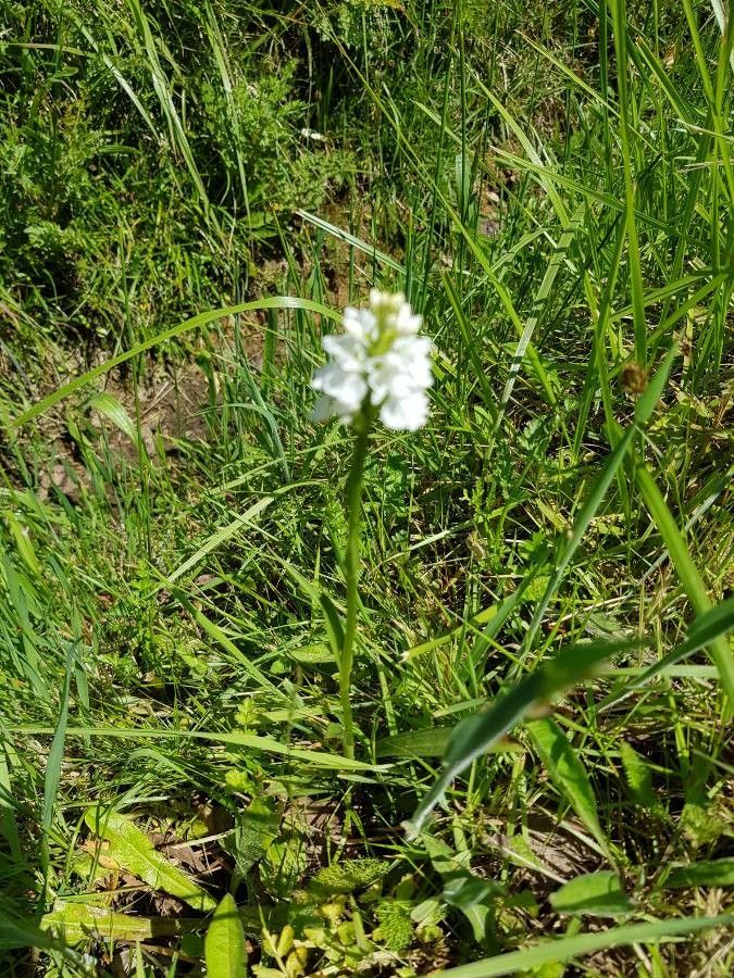 Orchis mascula x Orchis militaris fruit