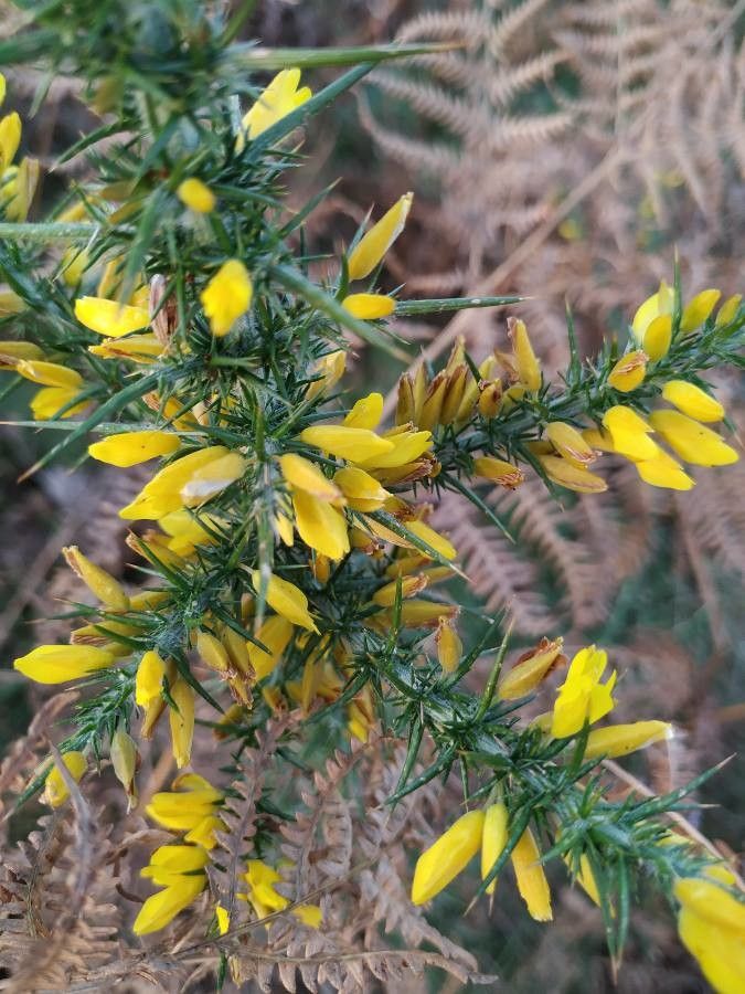 Ulex minor flower