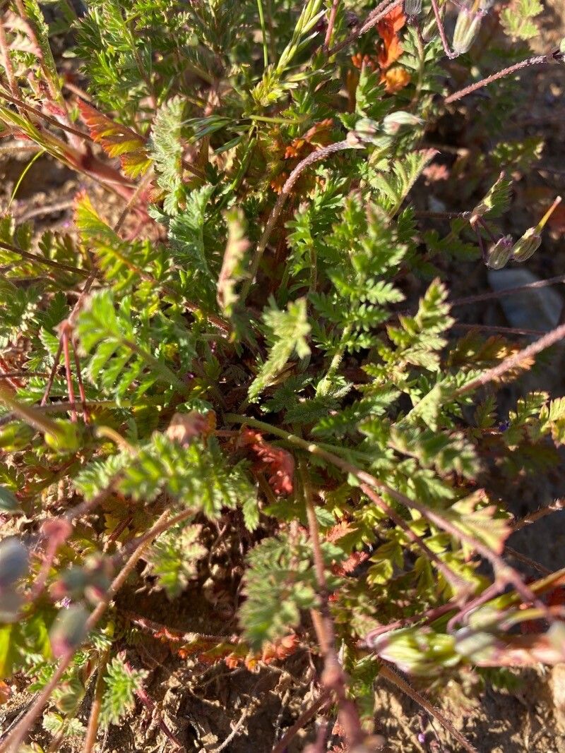 Erodium brachycarpum — search result for 'Erodium'