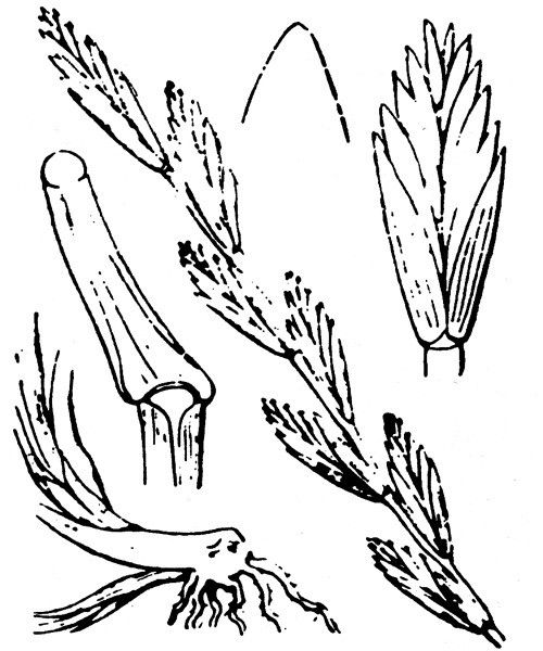 Thinopyrum × duvalii other