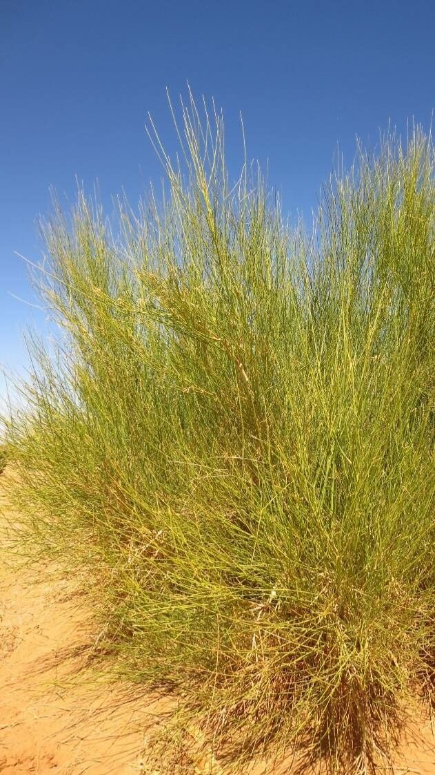 Leptadenia pyrotechnica — search result for 'Senegal'