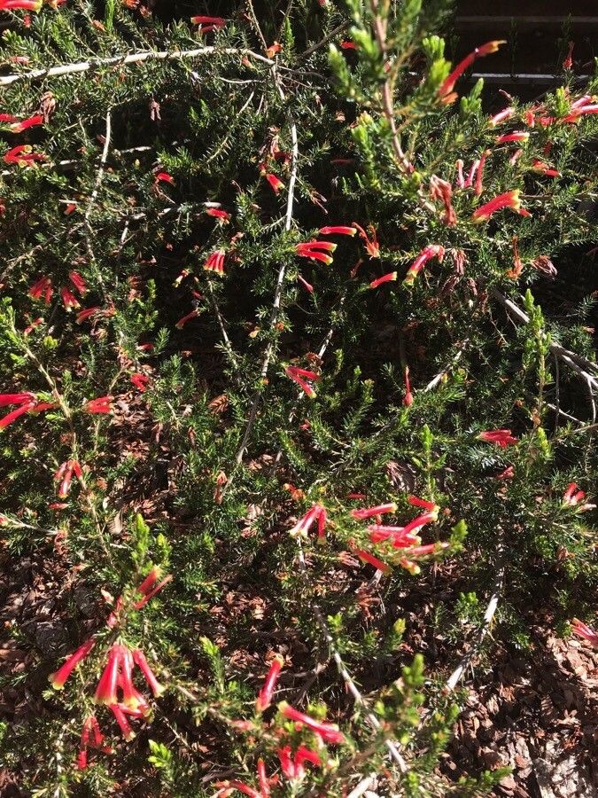 Erica discolor — search result for 'Erica'