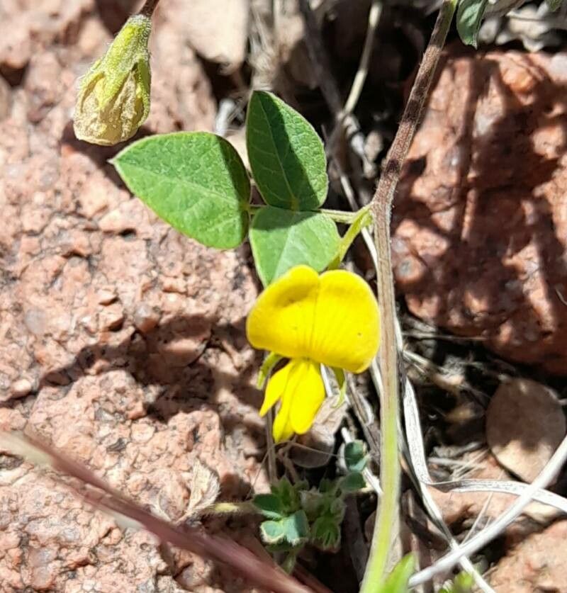 Rhynchosia senna flower