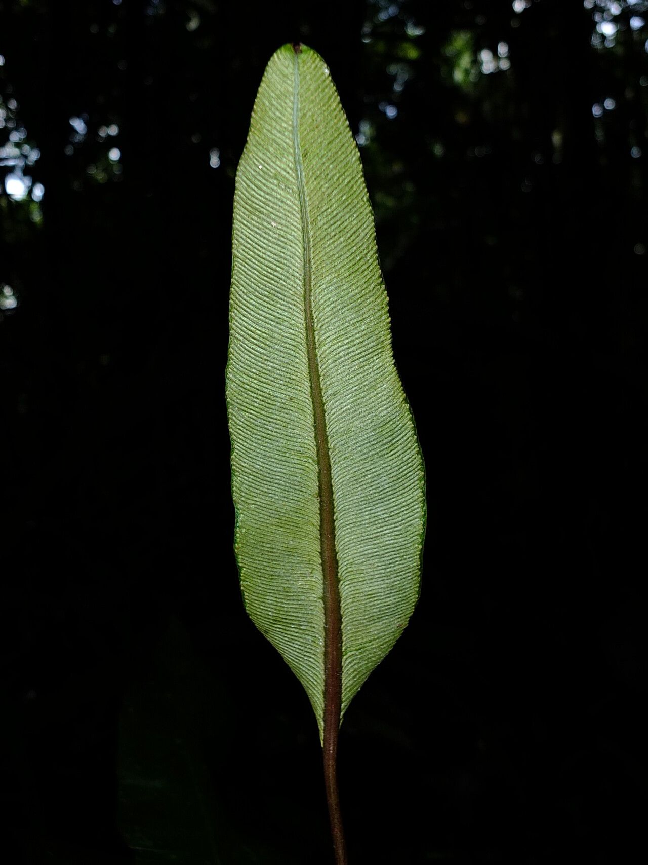 Danaea simplicifolia — houseplant care guide