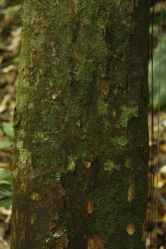 Melicoccus pedicellaris — related species from the same genus