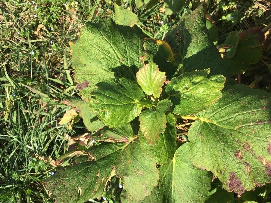 Greyia flanaganii — search result for 'Francoaceae'