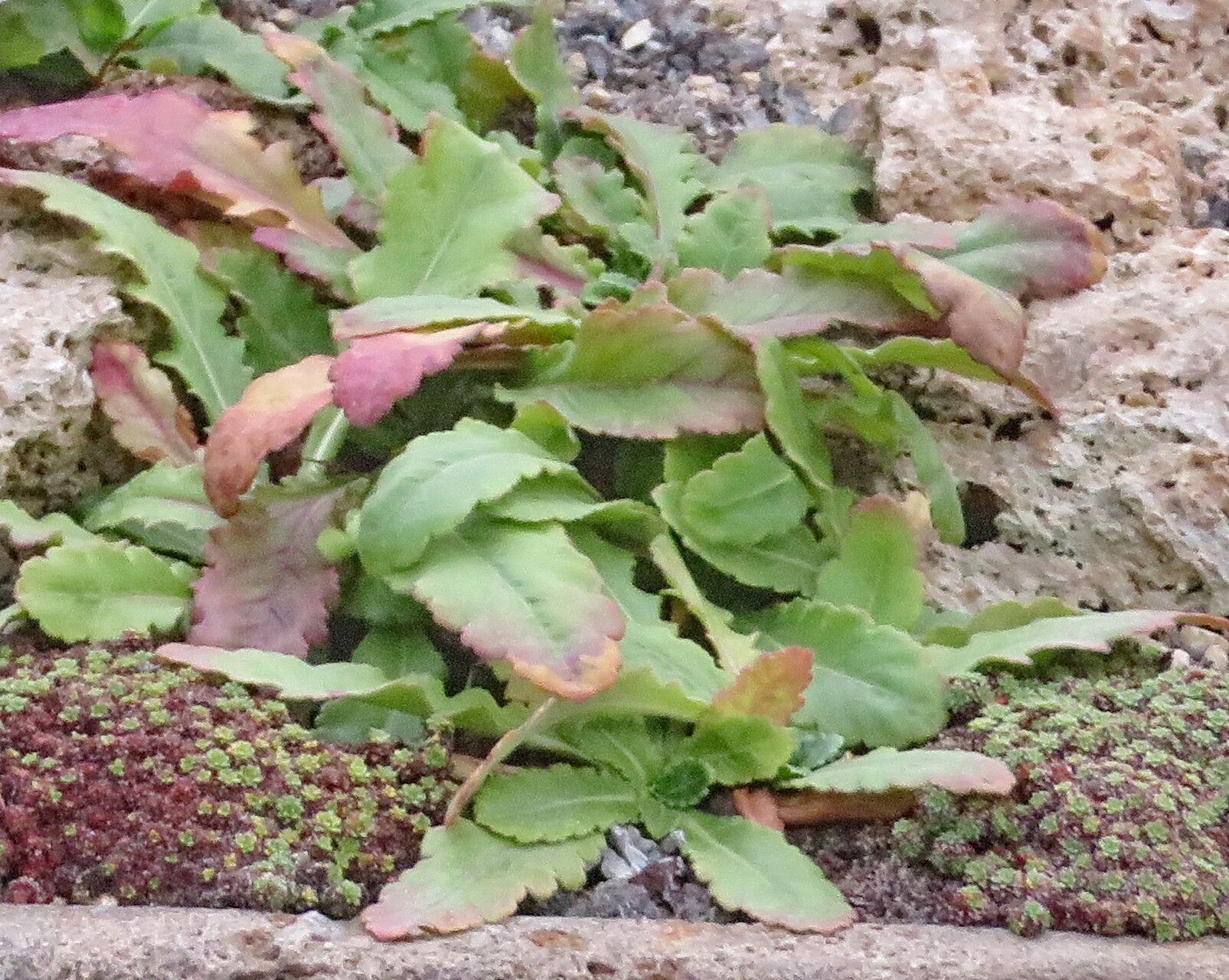 Wulfenia orientalis habit