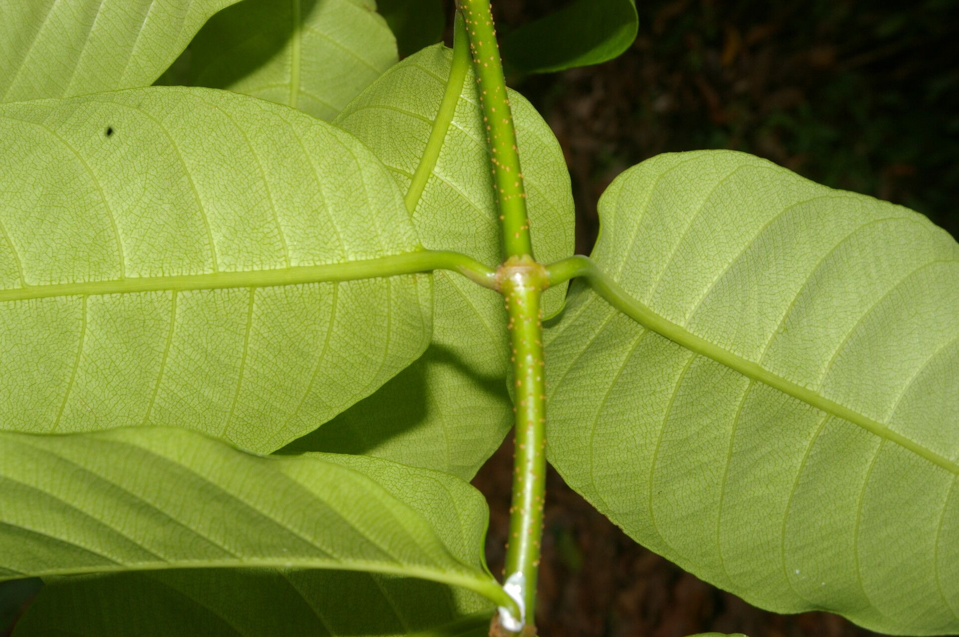 Odontadenia puncticulosa — houseplant care guide