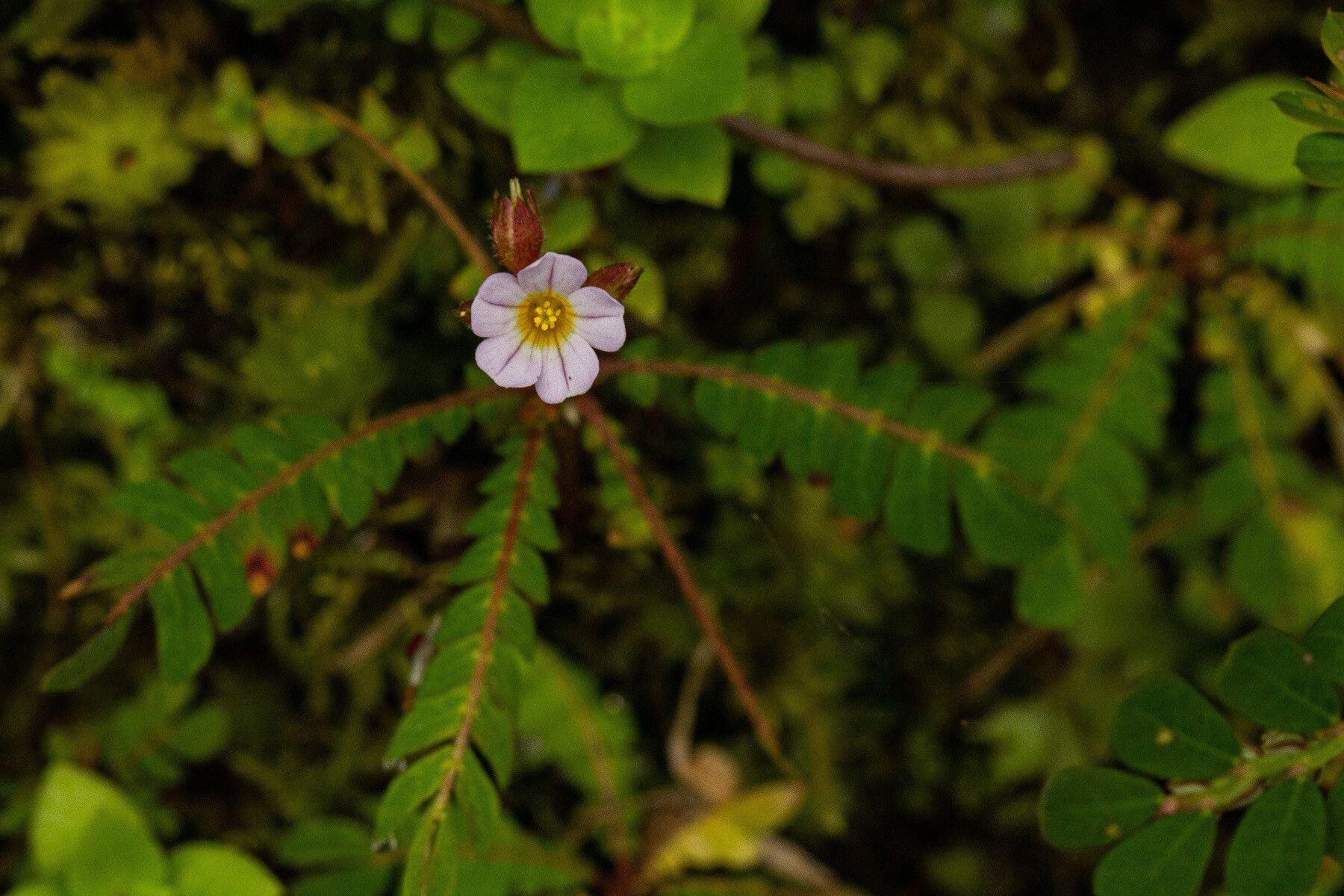 Biophytum helenae — search result for 'Biophytum'