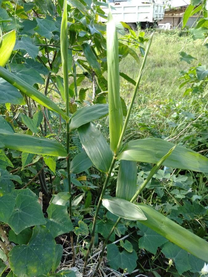 Agrostis mertensii — search result for 'Agrostis'