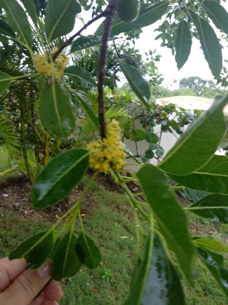 Sideroxylon foetidissimum flower