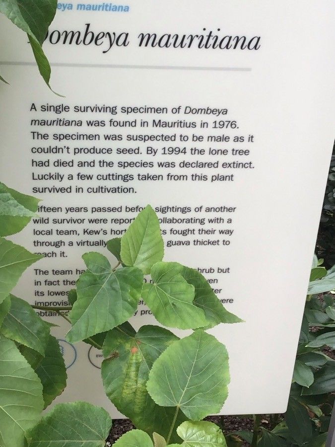 Dombeya mauritiana leaf