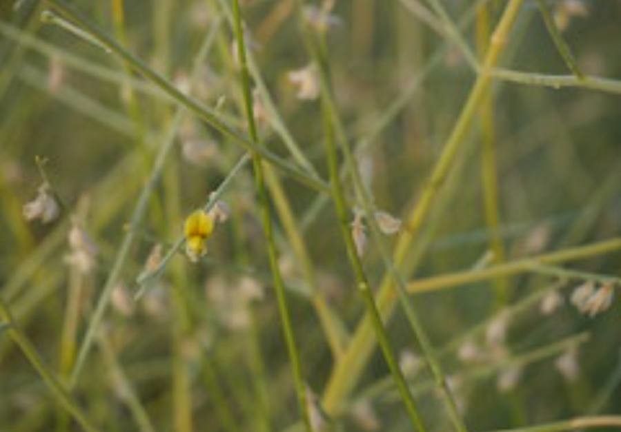 Crotalaria burhia — houseplant care guide