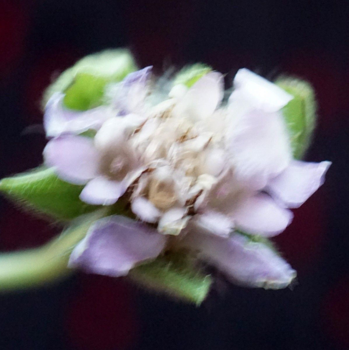 Knautia palaestina flower