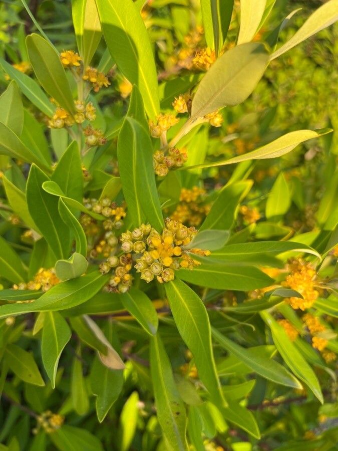 Tristaniopsis laurina — search result for 'Myrtaceae'