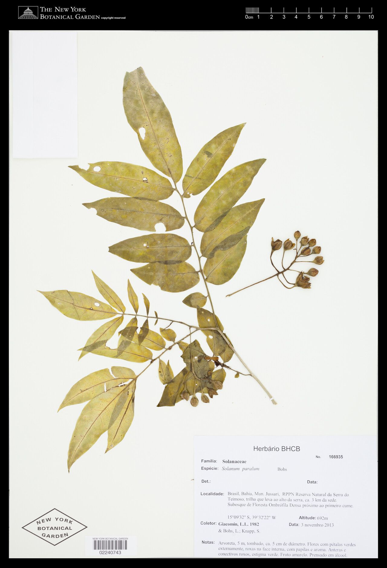 Solanum paralum — houseplant care guide