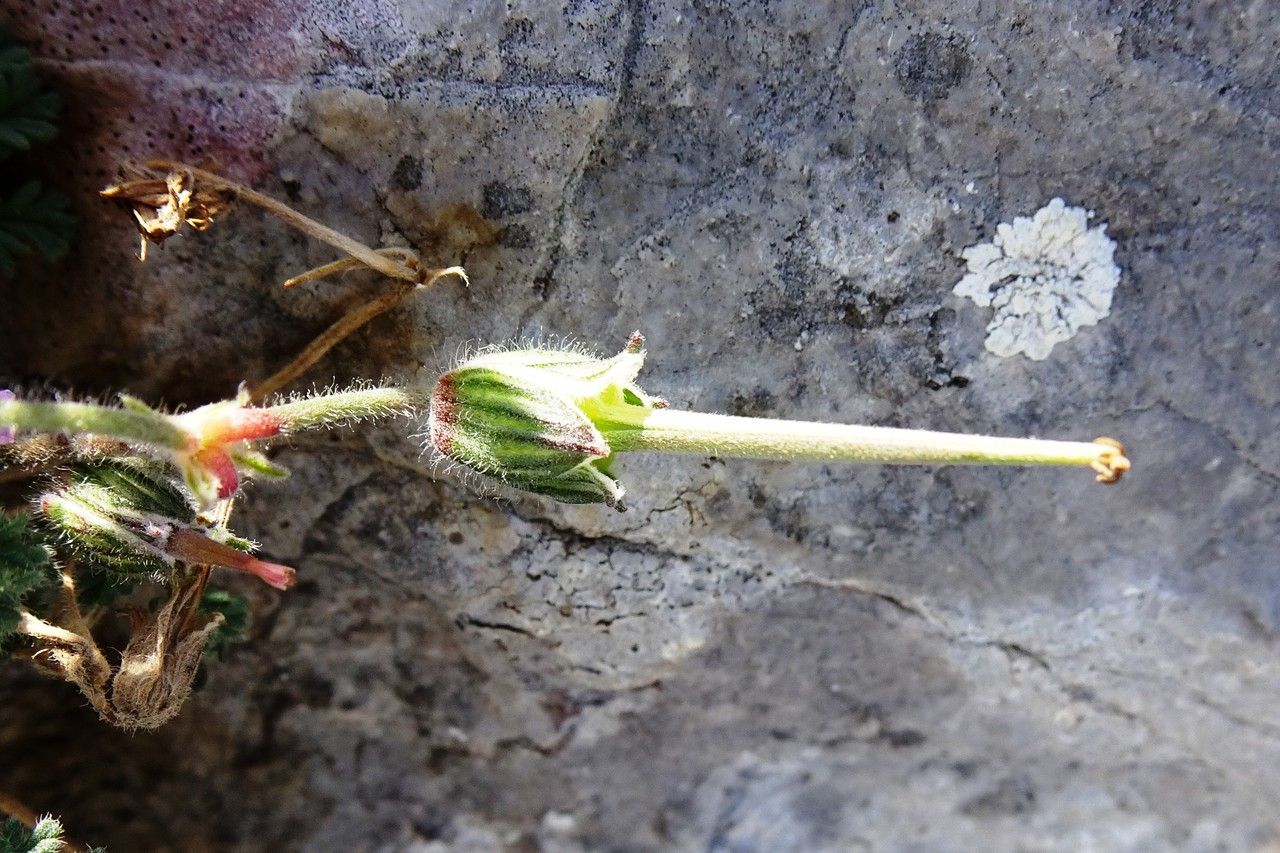 Erodium foetidum fruit